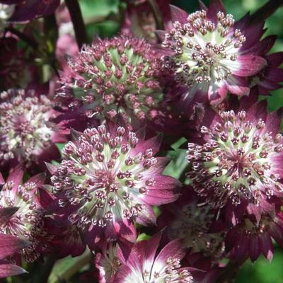 Astrantia major 'Star Of Beauty'